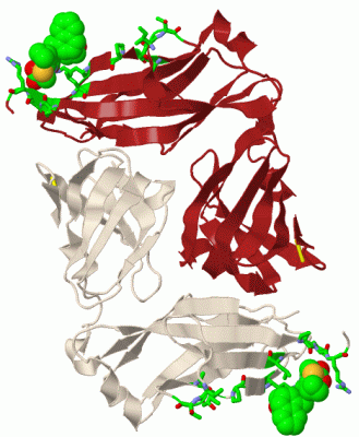 Image Biol.Unit 1 - manually