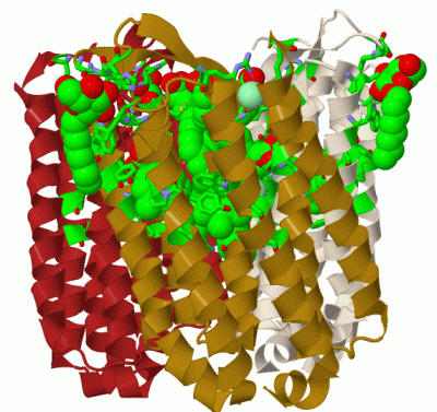 Image Biol.Unit 1 - manually