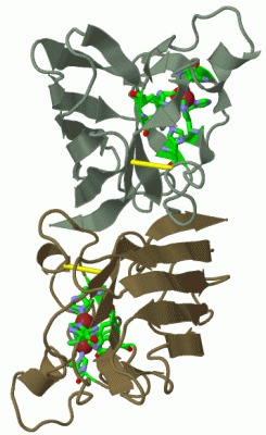 Image Biol.Unit 1 - manually