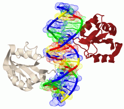 Image Biol.Unit 1 - manually