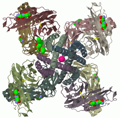 Image Biol.Unit 1 - manually