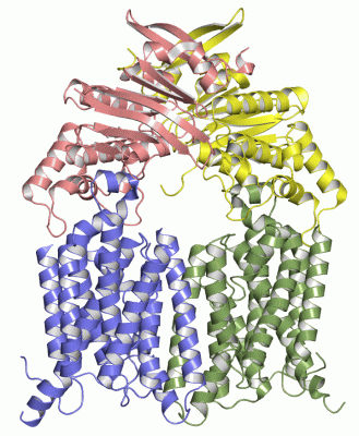 Image Asym./Biol. Unit - manually