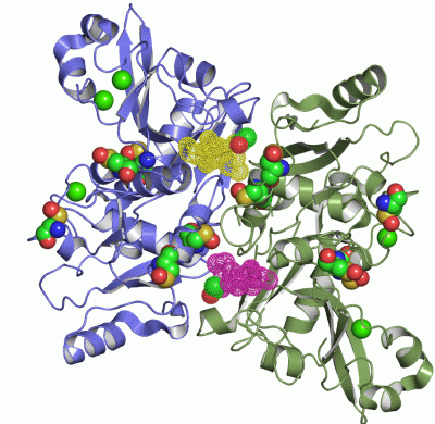 Image Asym./Biol. Unit - manually