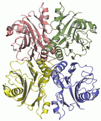 Image Asym./Biol. Unit - manually