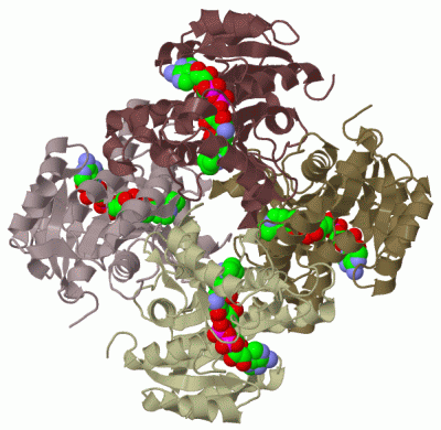 Image Biol.Unit 1 - manually