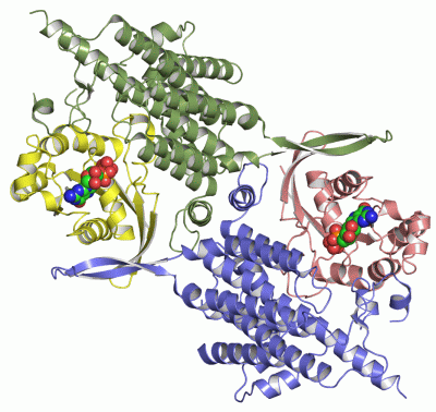 Image Asym./Biol. Unit - manually