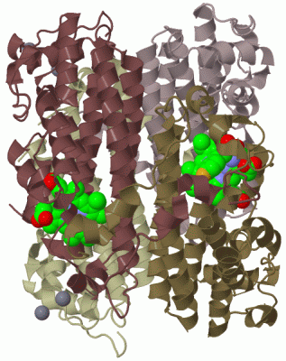 Image Biol.Unit 1 - manually