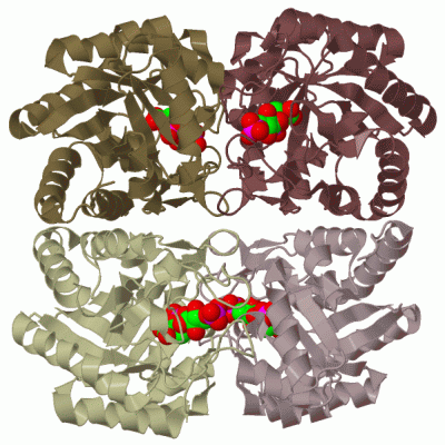 Image Biol.Unit 1 - manually