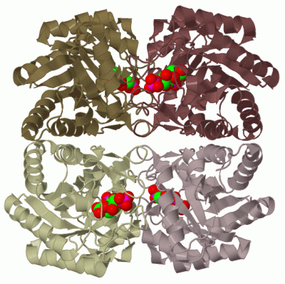 Image Biol.Unit 1 - manually