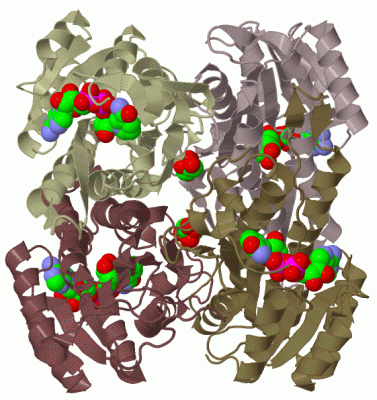 Image Biol.Unit 1 - manually