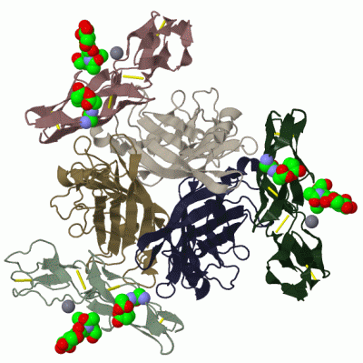 Image Biol.Unit 1 - manually