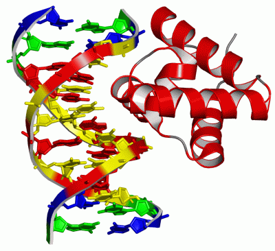 Image Asym./Biol. Unit - manually