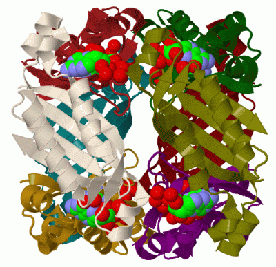 Image Biol.Unit 1 - manually