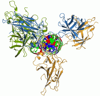 Image Asym./Biol. Unit - manually