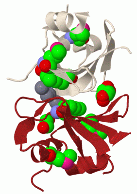 Image Biol.Unit 1 - manually