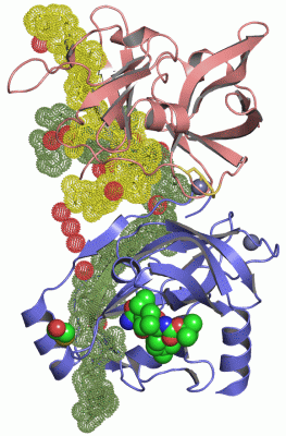 Image Asym./Biol. Unit - manually