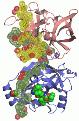 Image Asym./Biol. Unit - manually