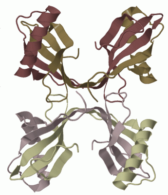 Image Biol.Unit 1 - manually