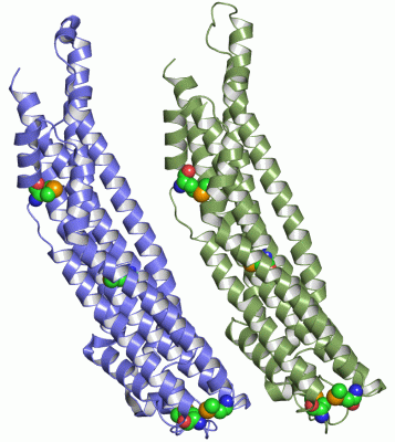 Image Asym./Biol. Unit - manually