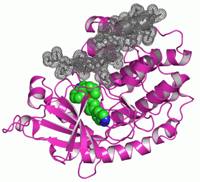 Image Asym./Biol. Unit - manually