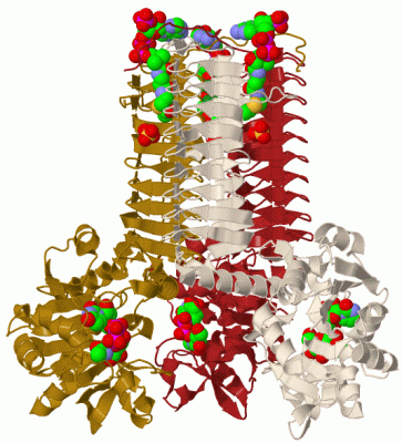 Image Biol.Unit 1 - manually