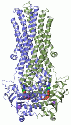 Image Asym./Biol. Unit - manually