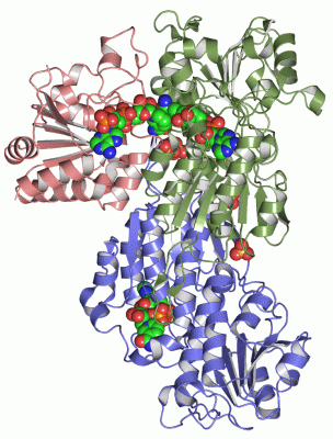 Image Asym./Biol. Unit - manually