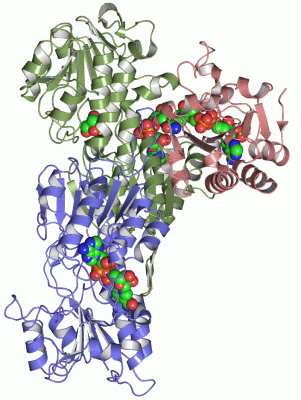 Image Asym./Biol. Unit - manually