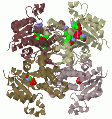 Image Biol.Unit 1 - manually