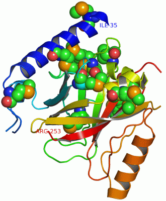 Image Asym./Biol. Unit - manually