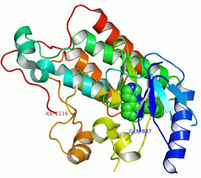 Image Asym./Biol. Unit - manually