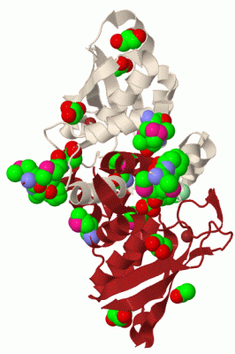 Image Biol.Unit 1 - manually