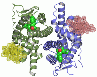 Image Asym./Biol. Unit - manually