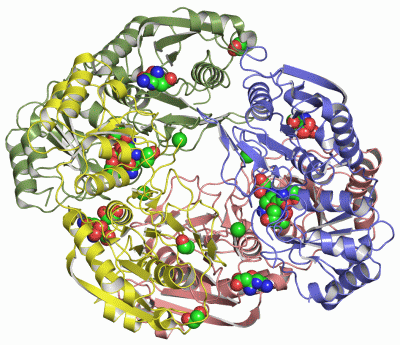 Image Asym./Biol. Unit - manually