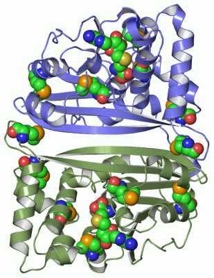 Image Asym./Biol. Unit - manually