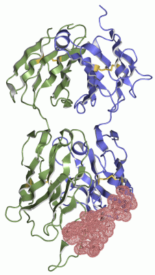 Image Asym./Biol. Unit - manually