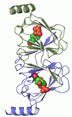 Image Asym./Biol. Unit - manually