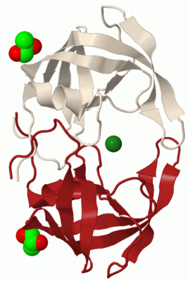 Image Biol.Unit 1 - manually