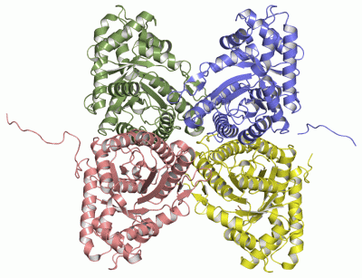 Image Asym./Biol. Unit - manually