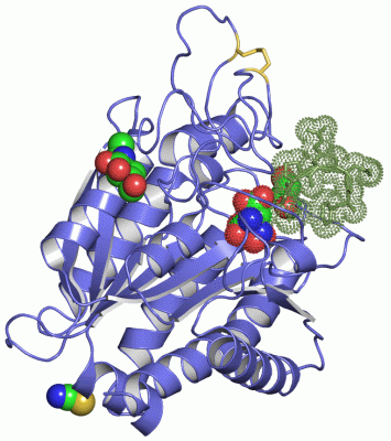 Image Asym./Biol. Unit - manually