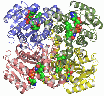 Image Asym./Biol. Unit - manually