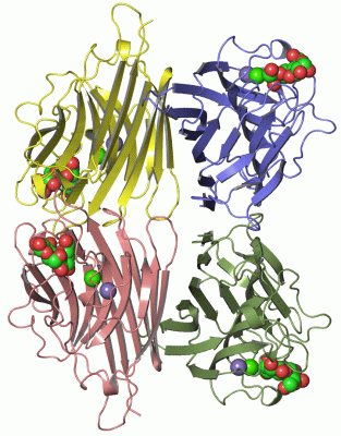 Image Asym./Biol. Unit - manually