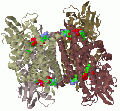 Image Biol.Unit 1 - manually