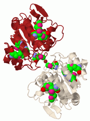 Image Biol.Unit 1 - manually