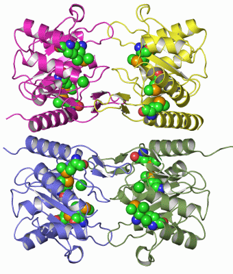 Image Asym./Biol. Unit - manually