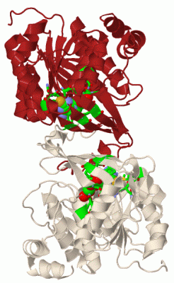 Image Biol.Unit 1 - manually