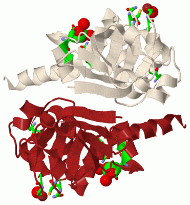 Image Biol.Unit 1 - manually