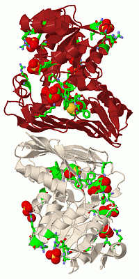 Image Biol.Unit 1 - manually