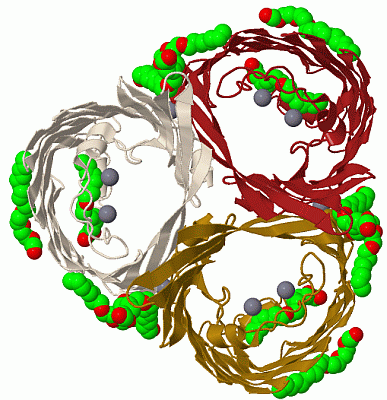 Image Biol.Unit 1 - manually