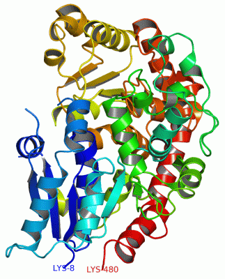 Image Asym./Biol. Unit - manually